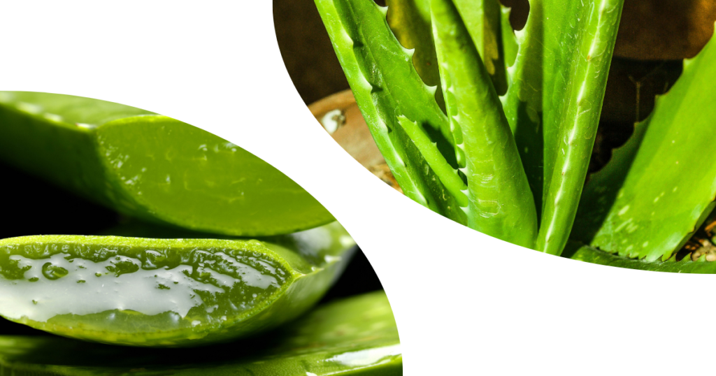 Health Benefits of Aloe Vera